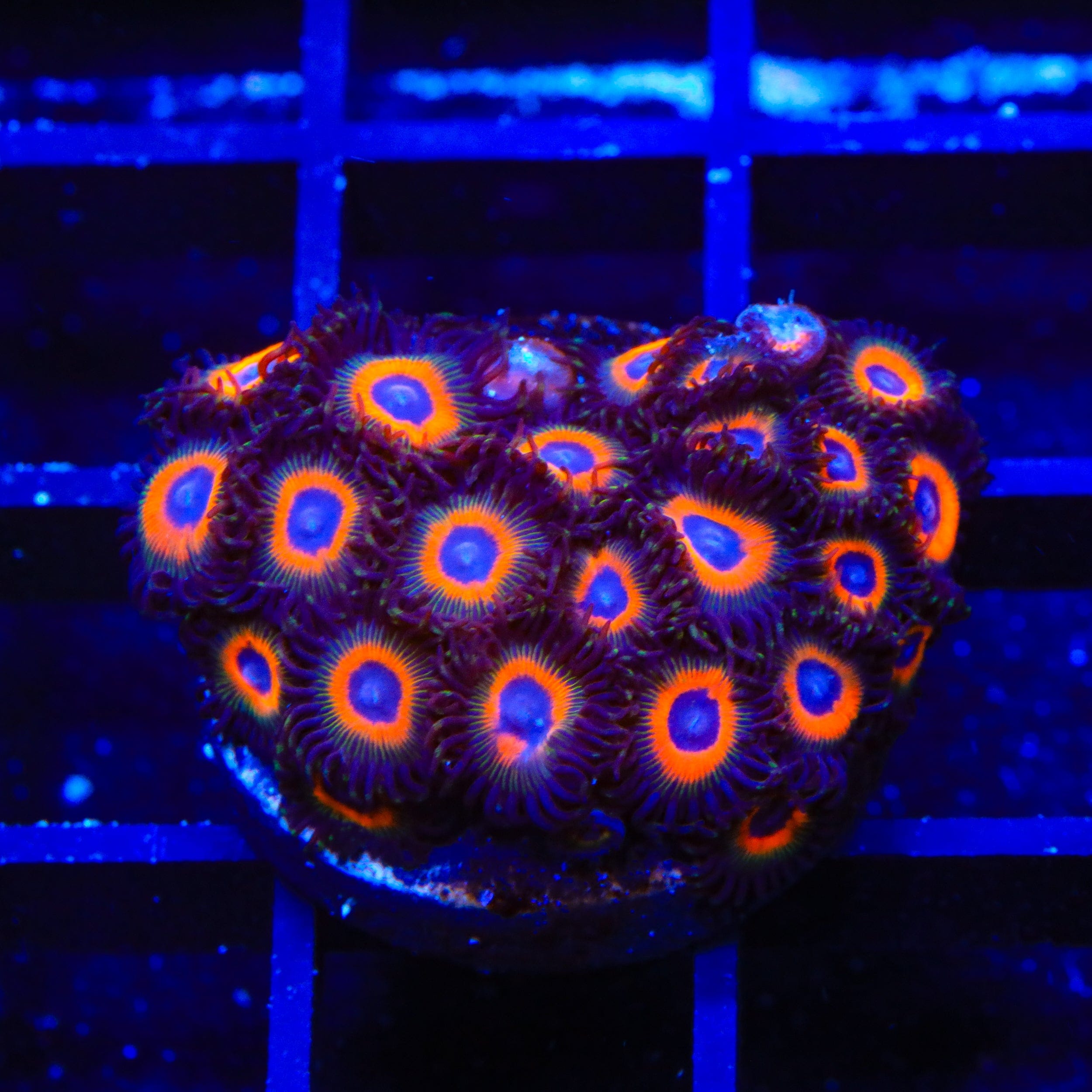 TSA Tigers Eye Zoanthids XL Frag Coral