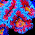 TSA Tilt-O-Whirl Acan Coral