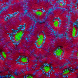TSA Toxic Apple Micromussa Acan Coral