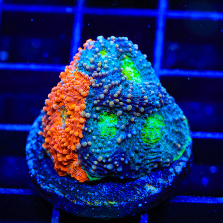 TSA Toxic Blueberry Echinata Coral
