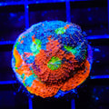 TSA Toxic Blueberry Echinata Coral
