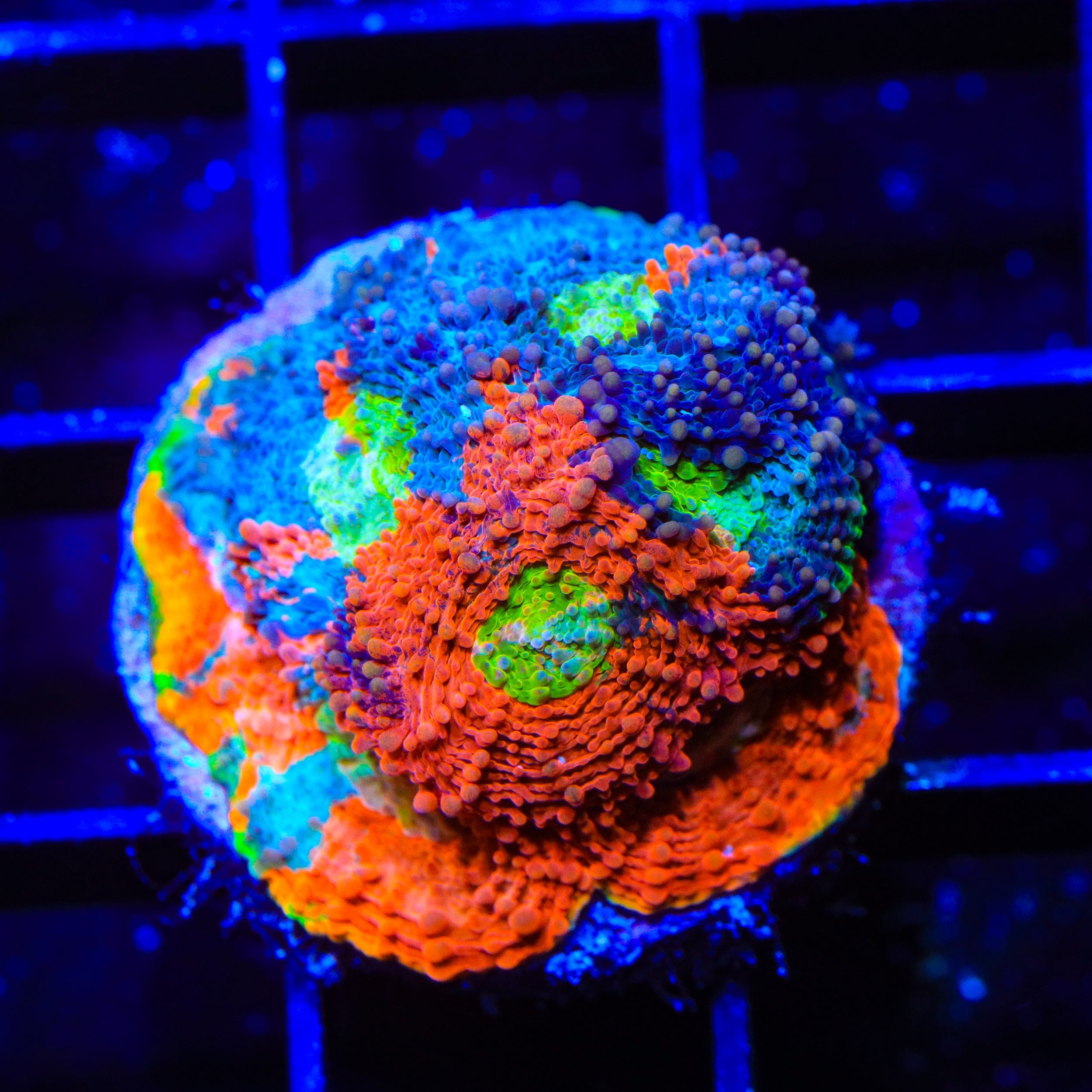 TSA Toxic Blueberry Echinata Coral