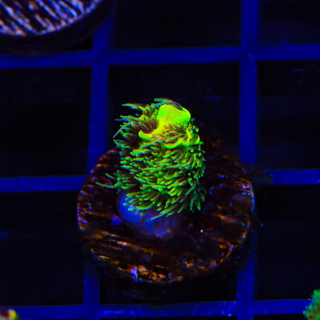TSA Toxic Rainbow Splice Acropora Coral