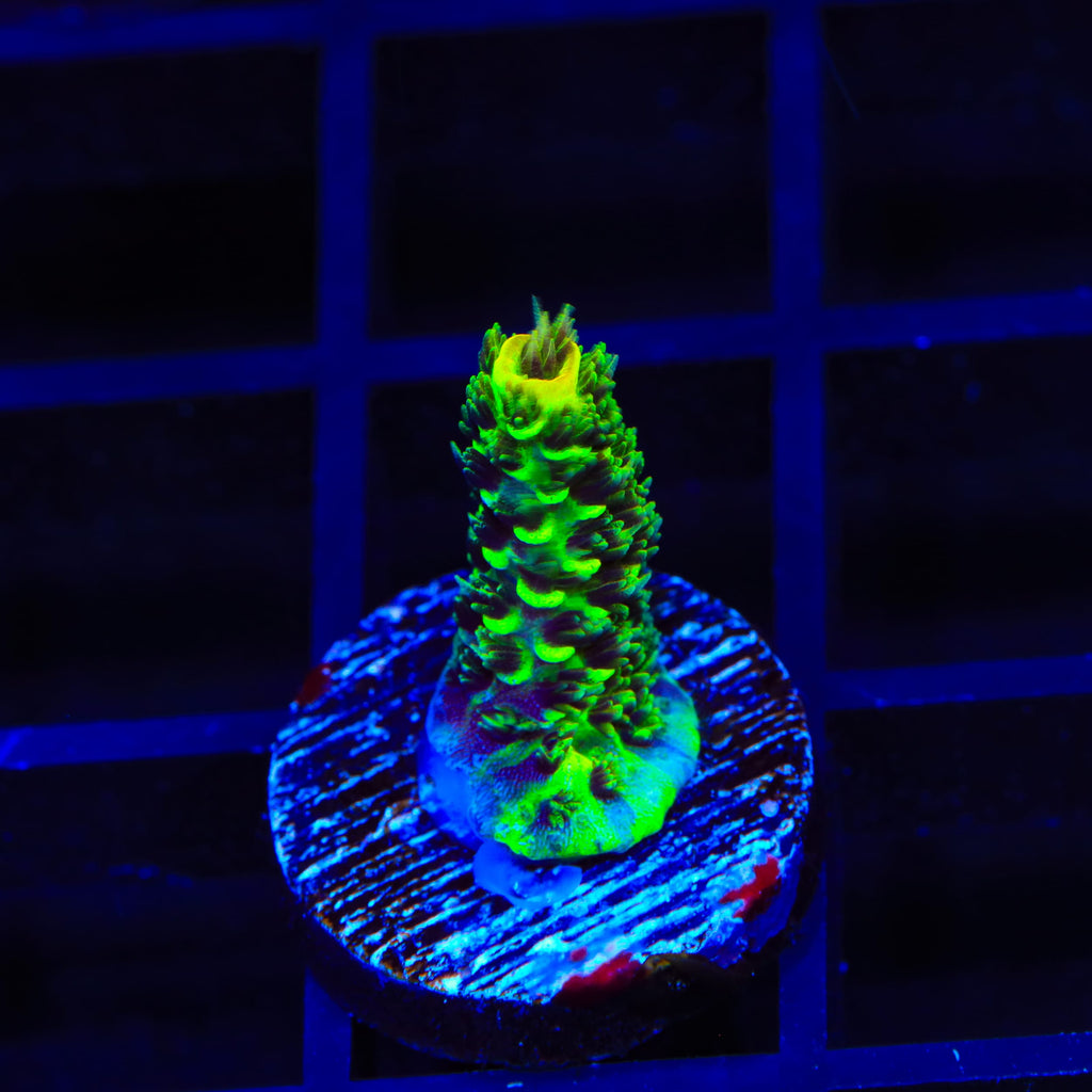 TSA Toxic Rainbow Splice Acropora Coral