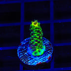 TSA Toxic Rainbow Splice Acropora Coral