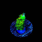 TSA Toxic Rainbow Splice Acropora Coral