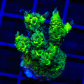 TSA Toxic Rainbow Splice Acropora XL Frag Coral