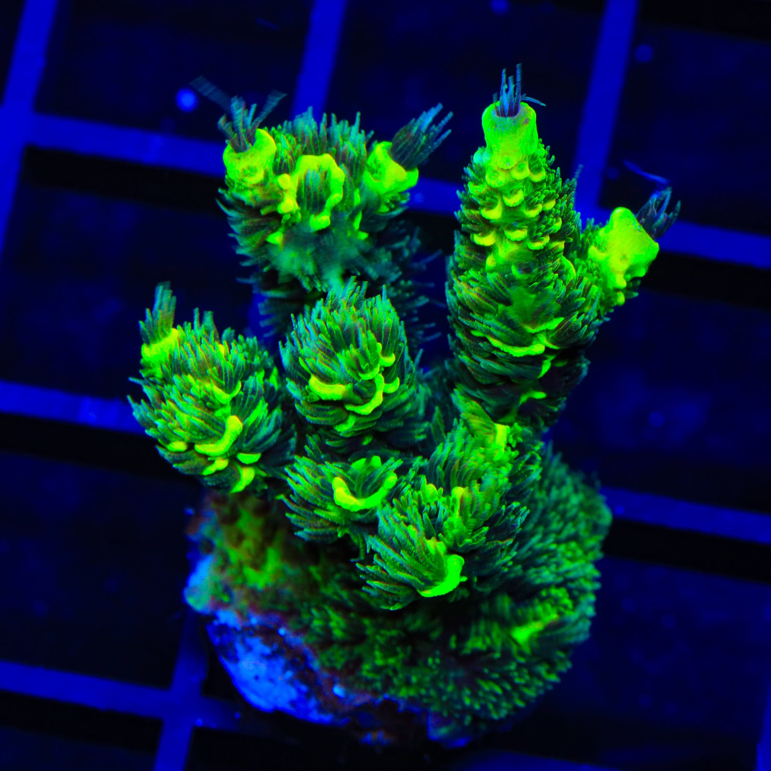TSA Toxic Rainbow Splice Acropora XL Frag Coral
