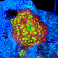 TSA Trippin Ballz Bounce Mushroom Coral