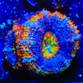 TSA Tripping Rainbows Acan Coral