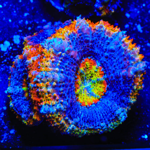 TSA Tripping Rainbows Acan Coral