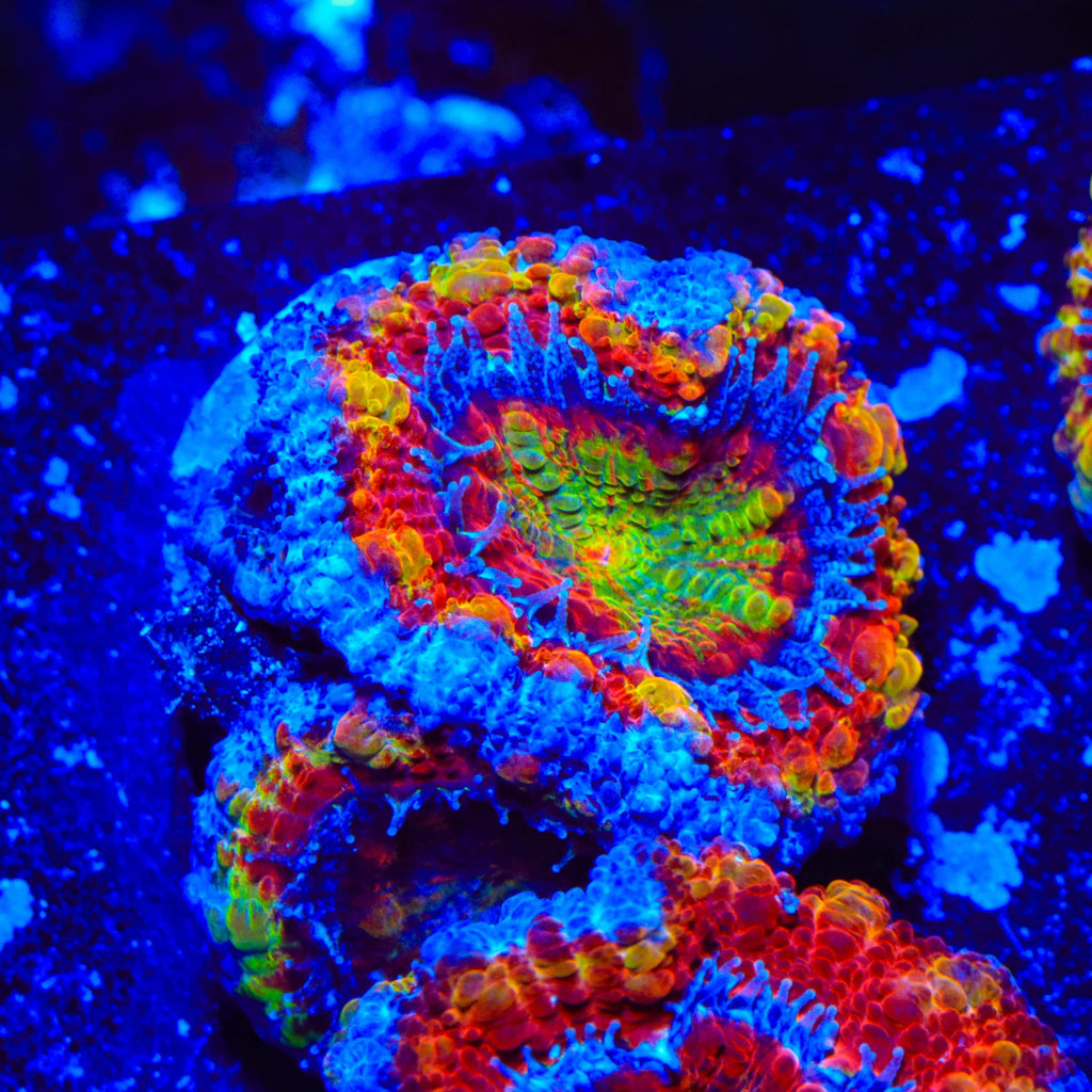 TSA Tripping Rainbows Acan Coral