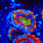 TSA Tripping Rainbows Acan Coral
