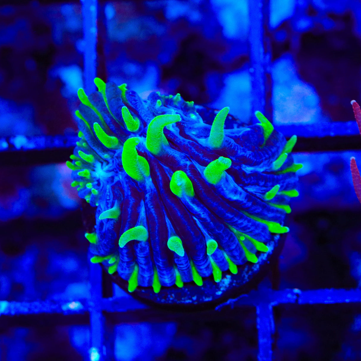 TSA Troll Doll Aquacultured Plate Coral