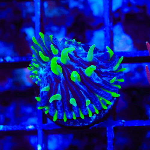 TSA Troll Doll Aquacultured Plate Coral