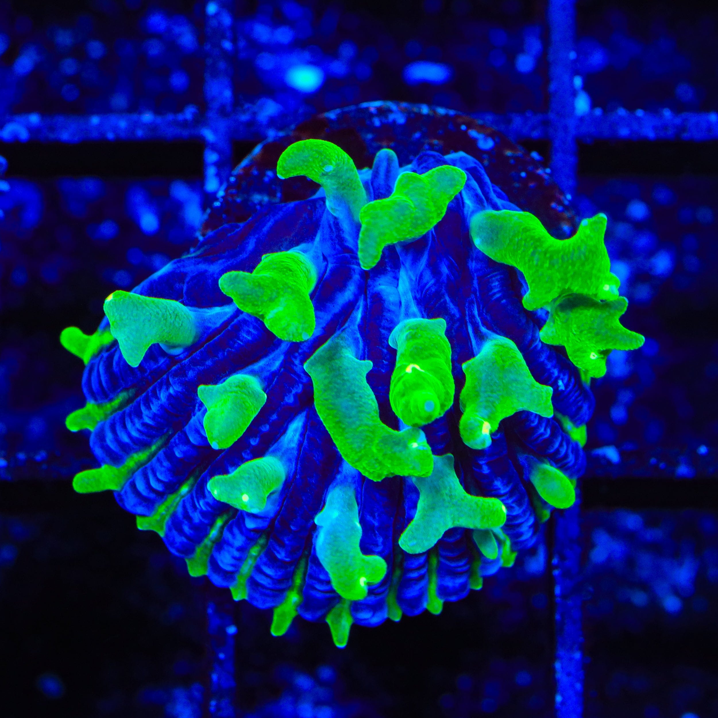 TSA Troll Doll Aquacultured Plate Coral