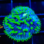 TSA Troll Doll Aquacultured Plate Coral
