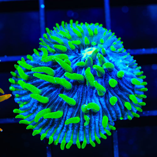 TSA Troll Doll Aquacultured Plate Coral