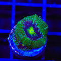 TSA Troll Eye Micromussa Acan Coral
