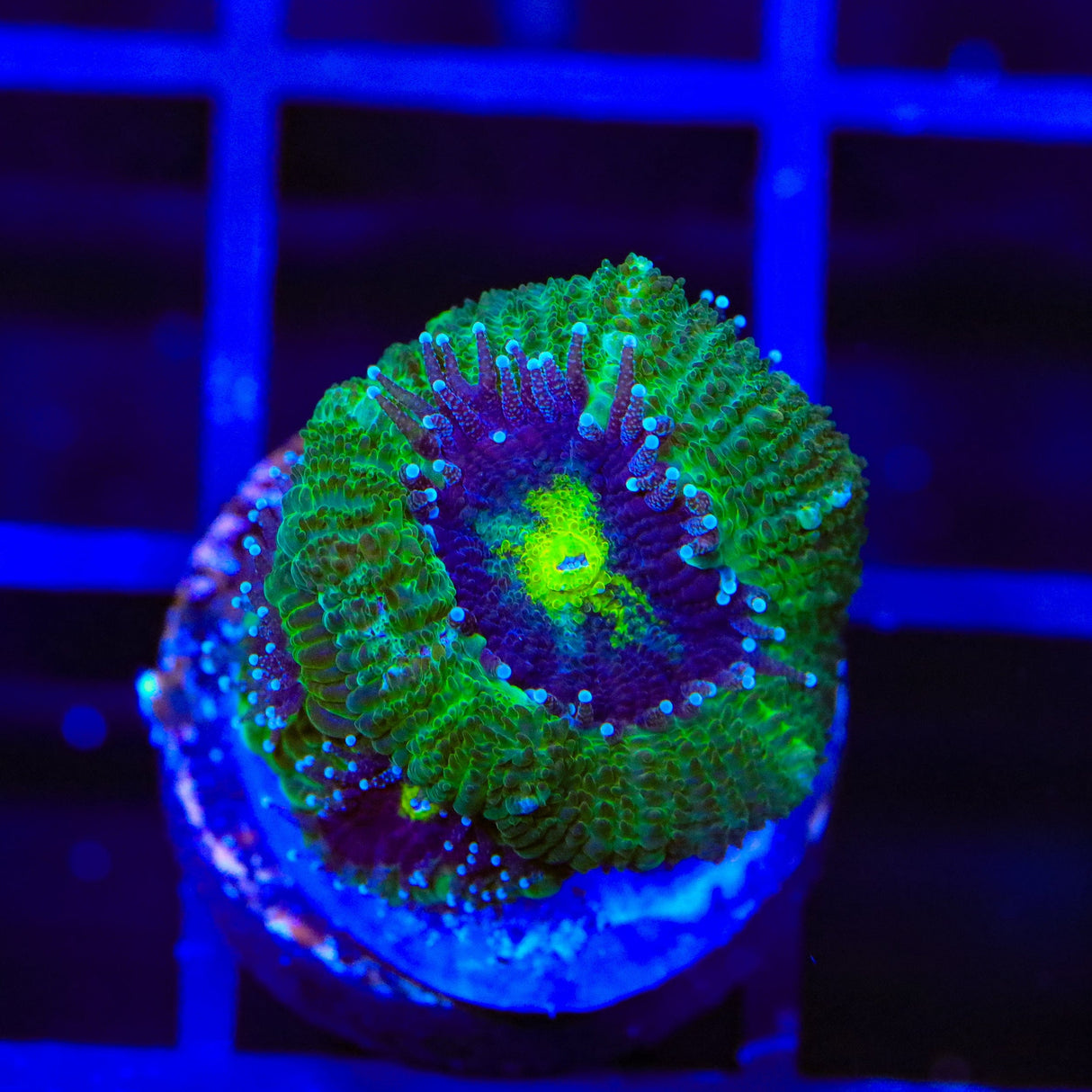 TSA Troll Eye Micromussa Acan Coral
