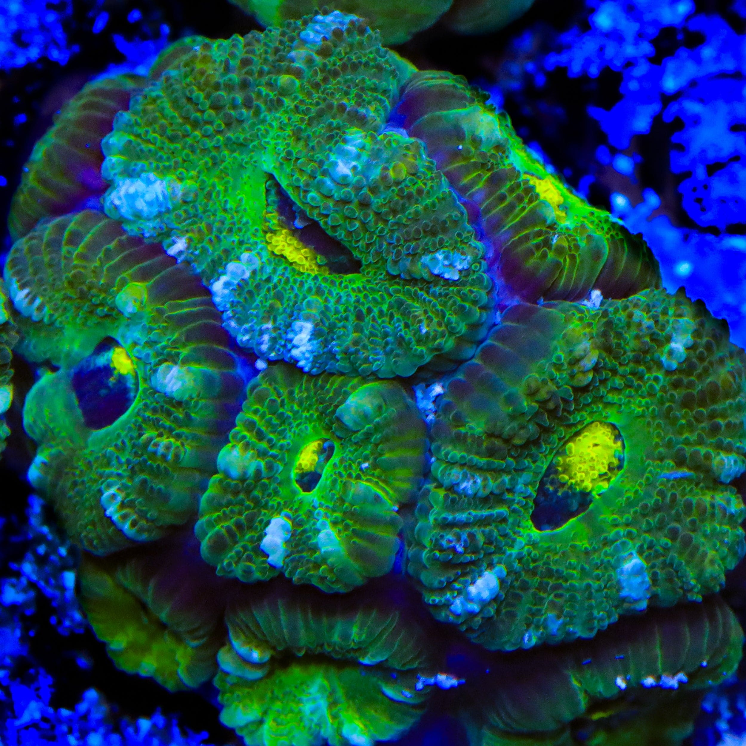 TSA Troll Eye Micromussa Acan Coral