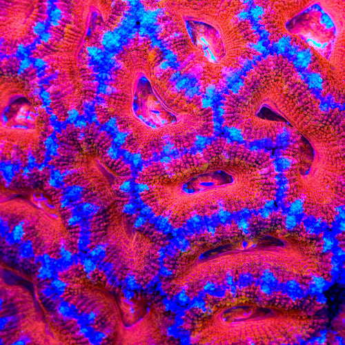 TSA Twilight Acan Coral