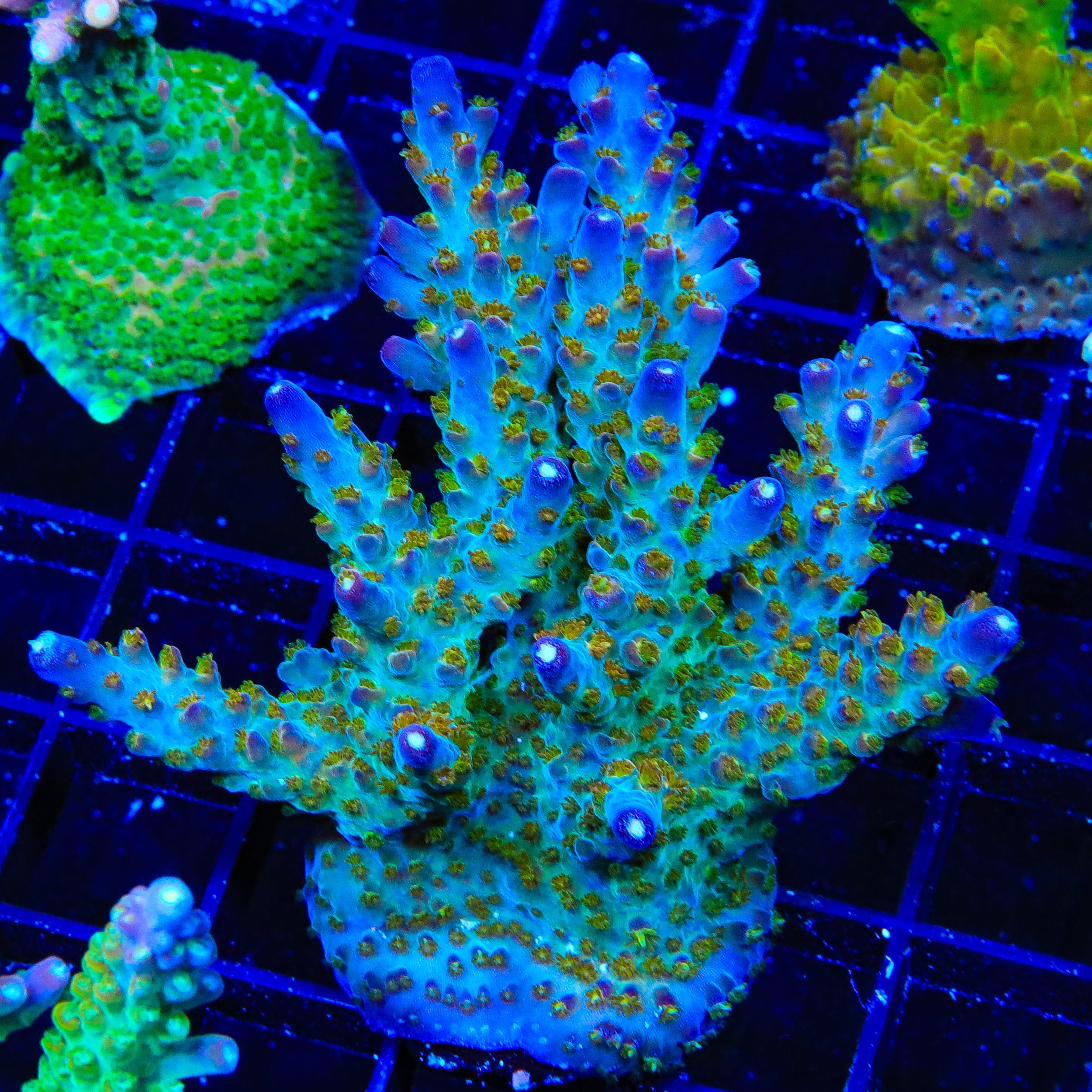 TSA Twisted Sister Acropora Colony Coral