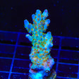 TSA Twisted Sister Acropora Coral