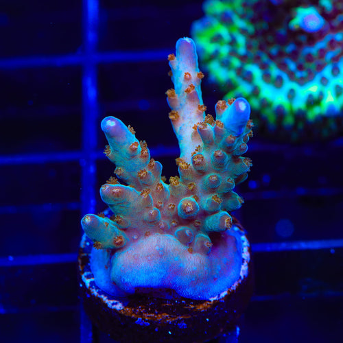 TSA Twisted Sister Acropora Coral