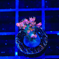 TSA Victoria Secret Acropora Coral