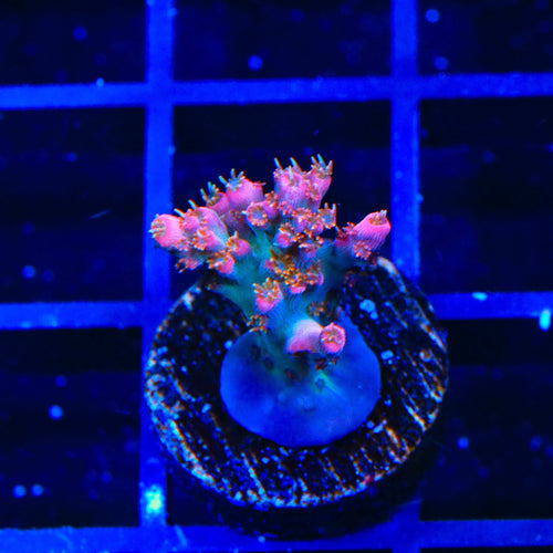 TSA Victoria Secret Acropora Coral