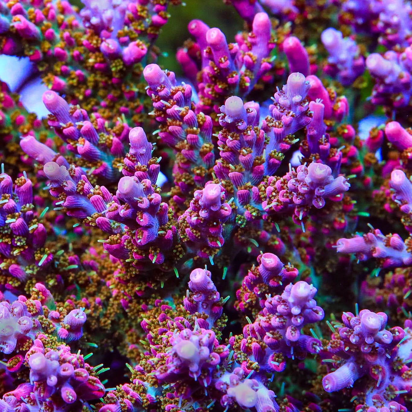 TSA Victoria Secret Acropora XL Frag Coral