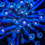 TSA War of Worlds Goniopora Coral