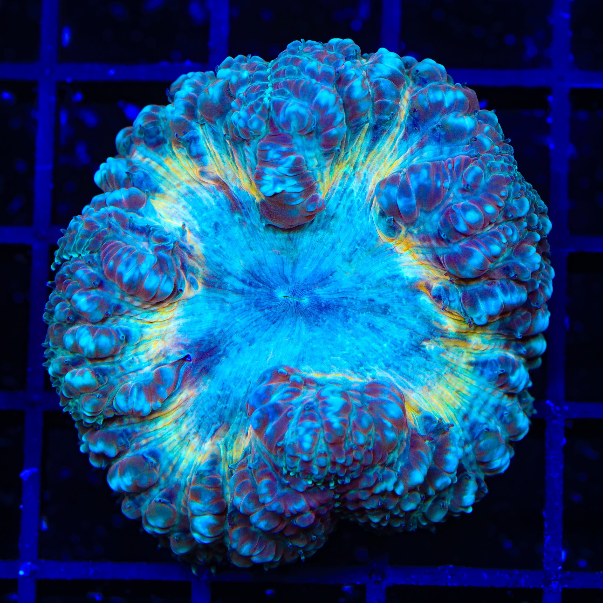 TSA Wario Blastomussa Coral - Large Head