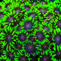 TSA Watermelon Crawl Goniopora Coral