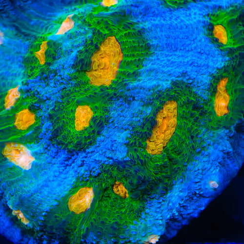 TSA Wipeout Chalice Coral