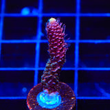 TSA Woolly Mammoth Acropora Coral