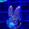 TSA Woolly Mammoth Acropora Coral
