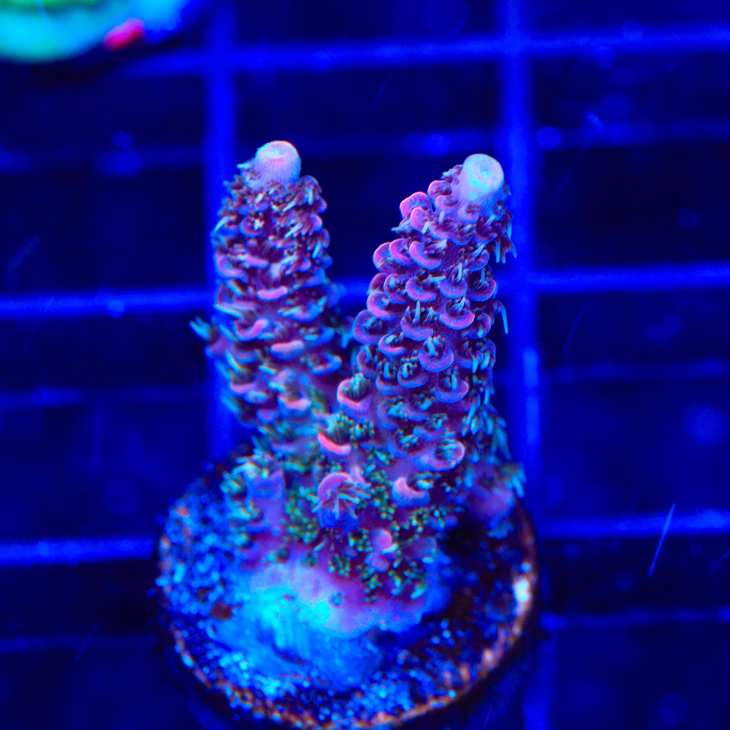 TSA Woolly Mammoth Acropora Coral
