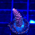 TSA Woolly Mammoth Acropora Coral