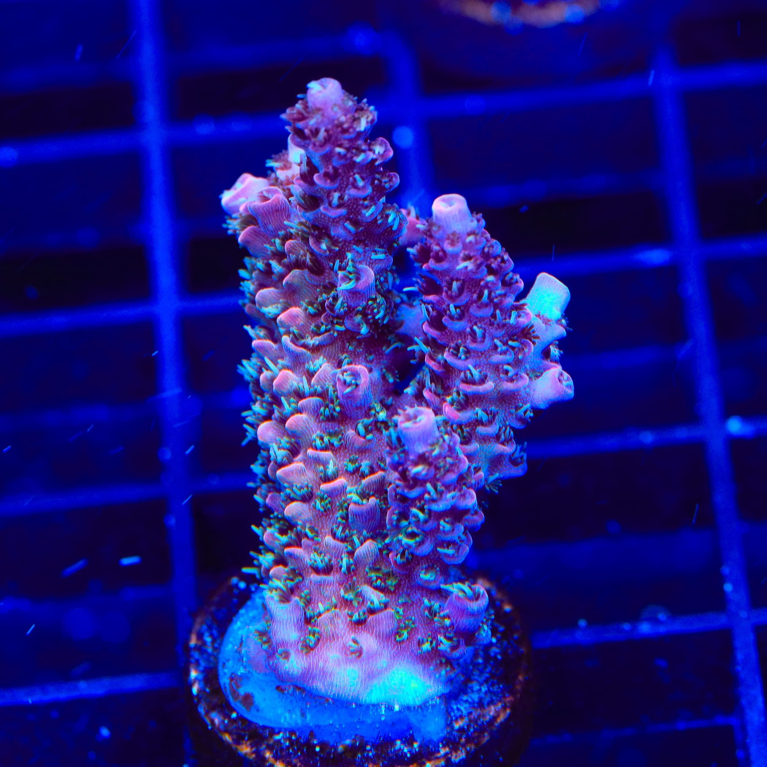 TSA Woolly Mammoth Acropora Coral