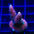 TSA Woolly Mammoth Acropora Coral