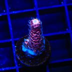 TSA Woolly Mammoth Acropora Coral