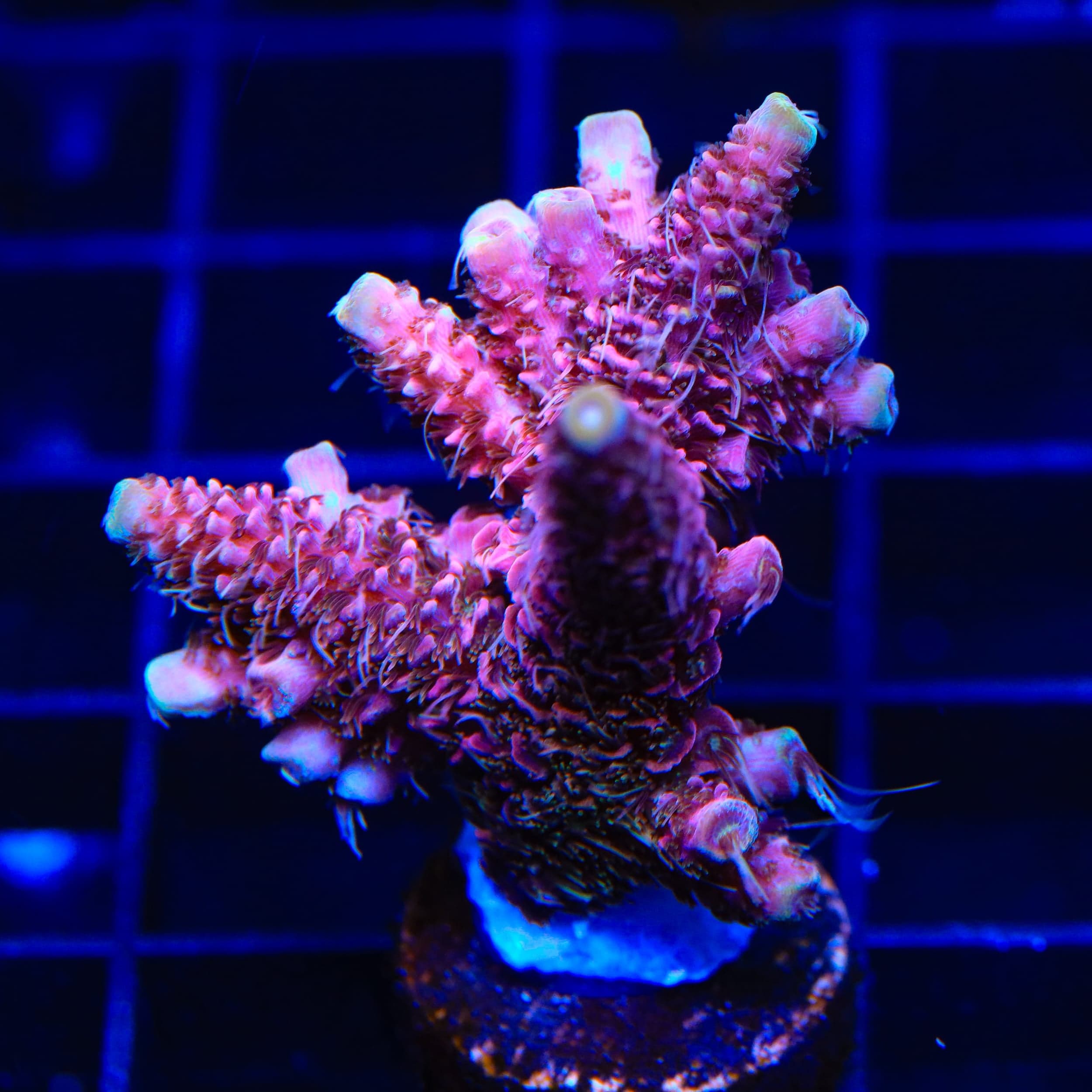TSA Woolly Mammoth Acropora XL Frag Coral