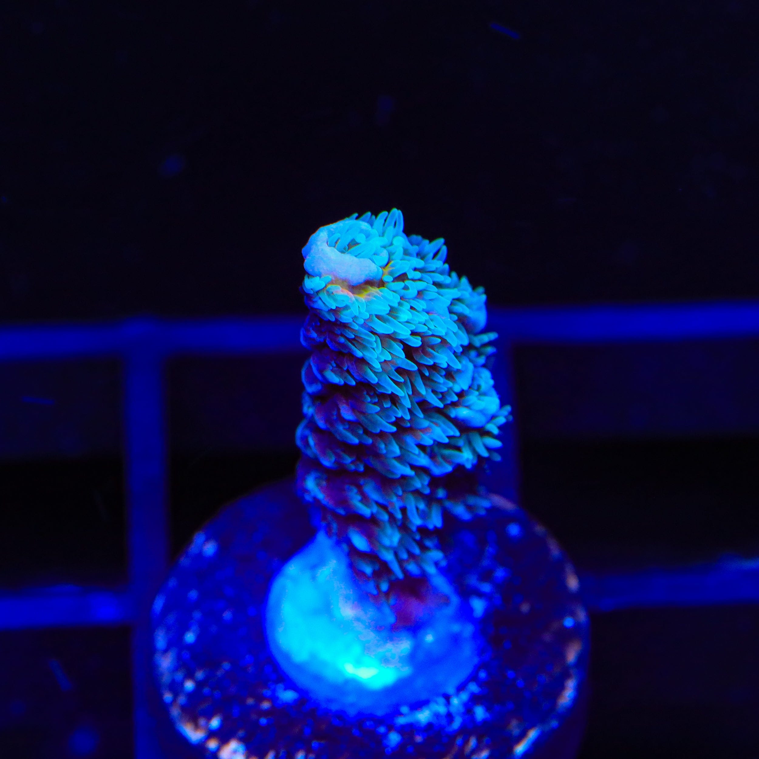 TSA Yeti Acropora Coral