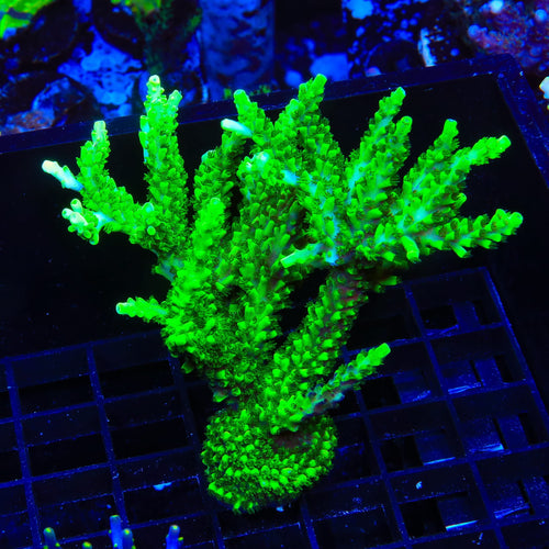 TSA Yoda Acropora Colony Coral