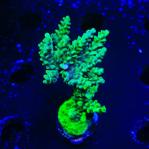 TSA Yoda Acropora Colony Coral