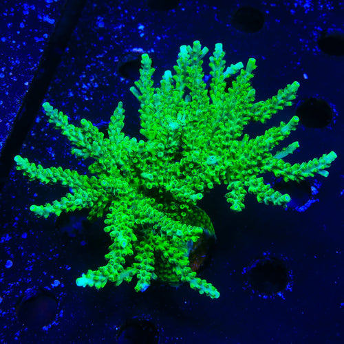 TSA Yoda Acropora Colony Coral