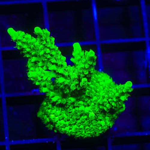 TSA Yoda Acropora XL Frag Coral