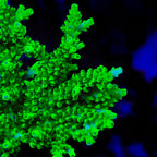 TSA Yoda Acropora XL Frag Coral